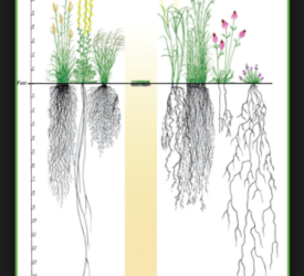grass root depth